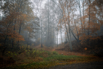 
Morning fog in the autumn forest