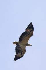 White Bellied Sea Eagle Hunting for Food