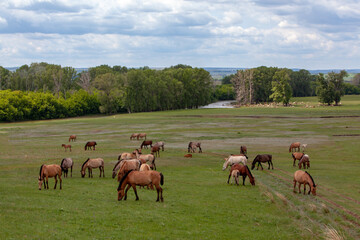 Naklejka na ściany i meble The expanses of Bashkiria. Horses grazing on the plain