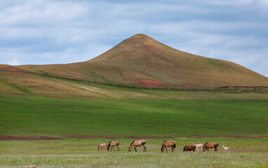 Hills of Bashkiria. Horses grazing on the plain.