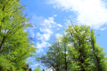 Fototapeta na wymiar Intensive green spring forest, sky, park.