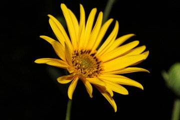 yellow flower on black background