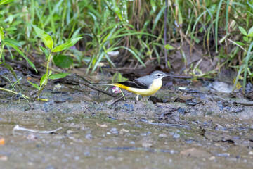 Grey Wagtail Foraging for food