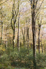 Fototapeta na wymiar Autumn at Idless woods Cornwall England uk fall time very colourful 