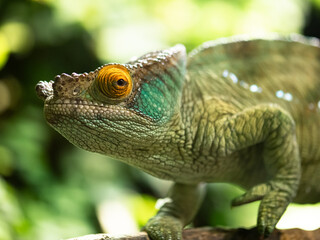 Pantherchamäleon im Detail