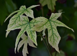 close up of a leaf