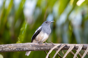 Oriental Magpie Robin Female