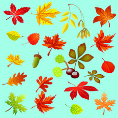 Obraz premium autumn leaves background, Birch, maple, poplar, oak, chestnut, acorn,