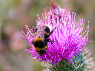 Bee on a burdock flower