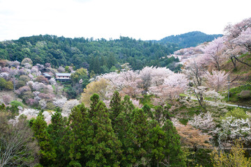 Fototapeta na wymiar 吉野の桜