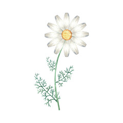 Watercolor sing chamomile. Botanical illustration of medical plant. Hand drawn wild flower isolated on white. Single floral element for packaging, label, logo design.