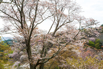 Fototapeta premium 吉野の桜