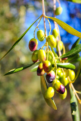 Mediteranean green and black olive trees farm. Olive branch with ripe fresh olives ready for...