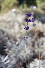 closeup of purple lavender blossom