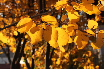 Autumn leaves. Yellow leaves on a tree branch on sunny bright day