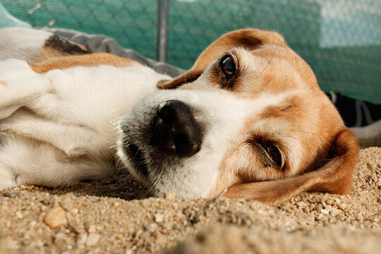 perro beagle despertándose con uno abierto