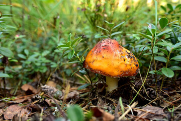 Red mushroom amanita toxic, also called panther cap. False blusher amanita mushroom in the forest against the background of green vegetation