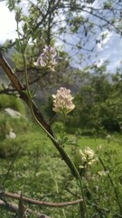 blooming tree in spring