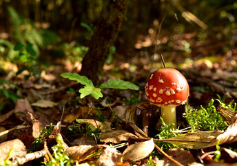 Red mushroom amanita toxic, also called panther cap. False blusher amanita mushroom in the forest against the background of green vegetation