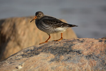 Purple Sandpiper
