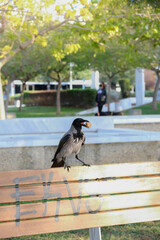 Crow standing on a bench holding a wallnut on his mouth