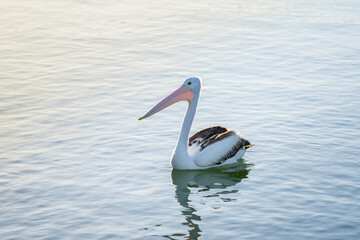 pelican on the water
