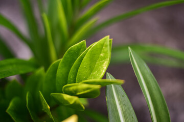 Green plants on blur background.