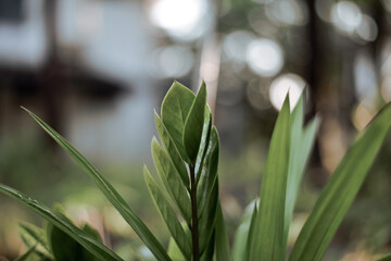 Green plants on blur background.