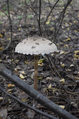 mushroom in the forest
