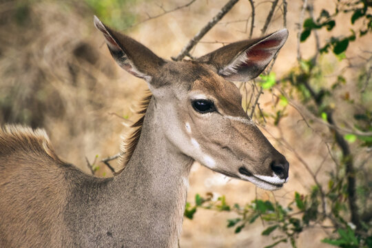 Greater kudu (Tragelaphus strepsiceros) female woodland antelope close-up, African wildlife