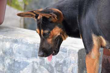 dog portrait close up view