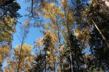 Autumn tree tops on sky background. Tree tops in autumn. Autumn forest