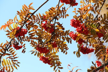 Rowan on a branch. Red rowan. Rowan berries on rowan tree. Autumn season