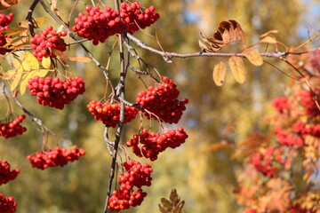 Rowan on a branch. Red rowan. Rowan berries on rowan tree. Autumn season	