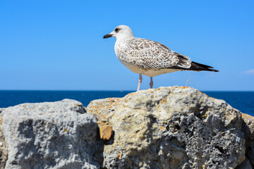 The seagull