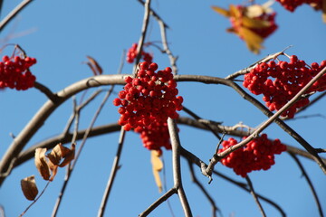 Rowan on a branch. Red rowan. Rowan berries on rowan tree. Autumn season