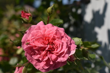 pink and white rose