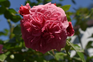 pink rose in garden