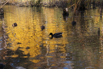 ducks in the pond