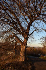 sunset in the park