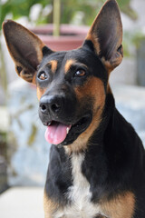 dog portrait close up view