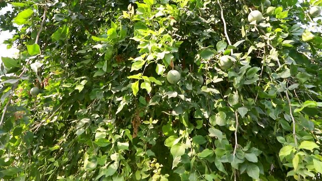  a bael giri or wood apple tree with green leafs