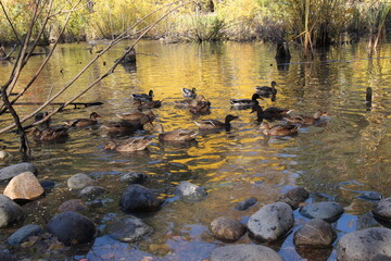 ducks on the lake