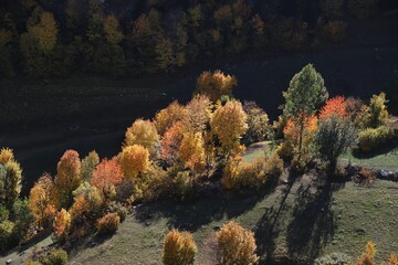 Naklejka na ściany i meble Colorful autumn forest trees top view. Autumn tree tops. Forest trees in colorful autumn fall. Autumn forest trees top view landscape