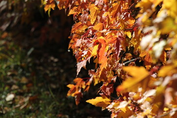 autumn leaves on the tree