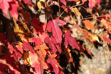 autumn leaves background
