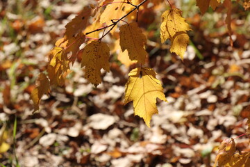 Autumn leaves. Yellow leaves on a tree branch on sunny bright day