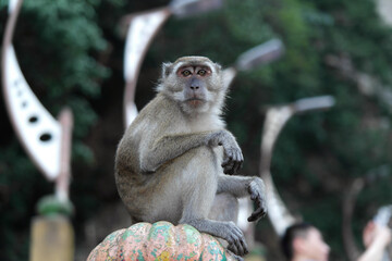 Wild monkey at Batu Caves Temple Malaysia
