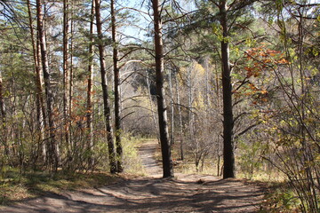path in the forest