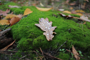 Oak leaf with dewdrops on green moss.